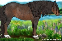 Horse Color:Liver Chestnut Rabicano 