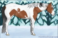Horse Color:Bay Sabino Tobiano 
