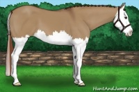 Horse Color:Red Dun Splash 