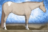 Horse Color:Classic Champagne Varnish 