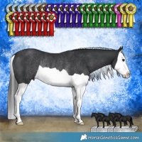 Horse Color:Black Splash Rabicano 