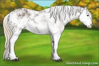 Horse Color:Liver Chestnut Sabino
