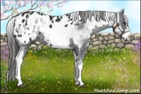 Horse Color:White Spotted Black Splash Frame Appaloosa Rabicano 