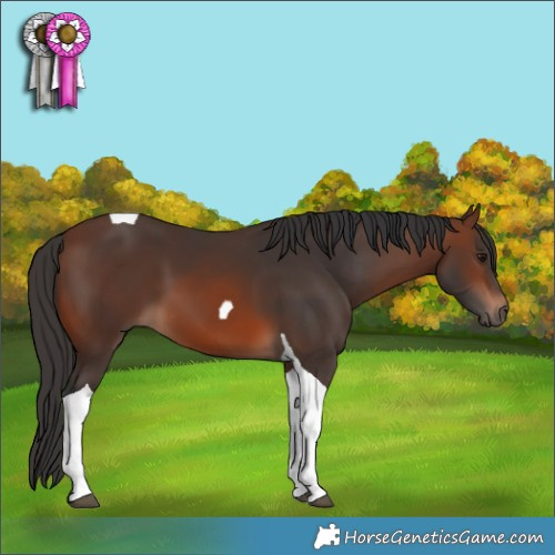 Horse Color:Brown Tobiano 