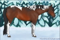 Horse Color:Bay Tobiano 
