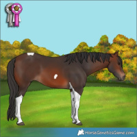 Horse Color:Brown Tobiano 