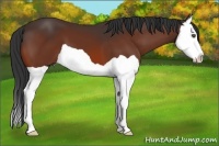 Horse Color:Bay Splash