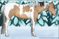 Horse Color:Amber Champagne Tobiano