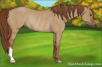 Horse Color:Red Dun Rabicano