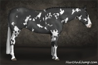 Horse Color:White Spotted Black Sabino Splash Frame