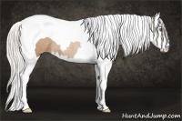 Horse Color:Silver Black Pearl Sabino Splash Tobiano Rabicano 