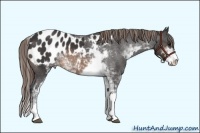 Horse Color:Buckskin Sabino Frame Appaloosa 