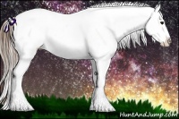Horse Color:Buckskin Appaloosa 