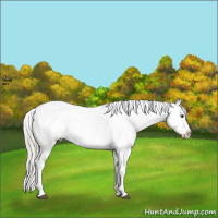 Horse Color:Silver Buckskin Appaloosa 
