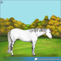 Horse Color:Silver Buckskin Near Fewspot 
