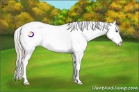 Horse Color:Chocolate Palomino Snowcap 