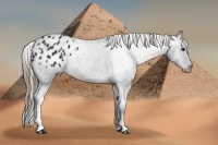 Horse Color:Smoky Black Appaloosa 