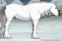 Horse Color:Brown Ice Splash Appaloosa