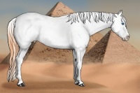 Horse Color:Buckskin Dun Splash Appaloosa
