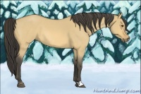 Horse Color:Buckskin Roan Dun 