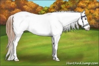 Horse Color:Buckskin Roan Dun Splash Blanket Rabicano 