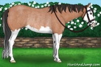 Horse Color:Bay Roan Splash Rabicano 
