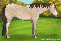 Horse Color:Amber Champagne Ice 