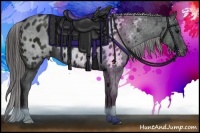 Horse Color:Black Appaloosa