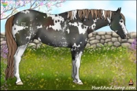 Horse Color:White Spotted Liver Chestnut 