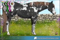 Horse Color:White Spotted Liver Chestnut