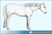 Horse Color:Silver Black Sabino 