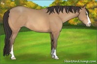 Horse Color:Amber Champagne Sabino 
