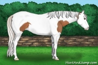 Horse Color:Silver Bay Splash Tobiano 