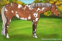 Horse Color:White Spotted Silver Bay 