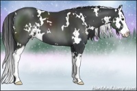 Horse Color:White Spotted Black Sabino Splash 