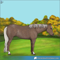Horse Color:Silver Black Rabicano 