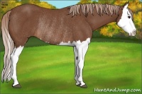 Horse Color:Chestnut Splash Rabicano 