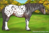 Horse Color:Brown Appaloosa