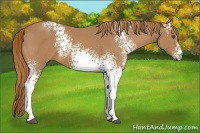 Horse Color:White Spotted Chestnut Sabino