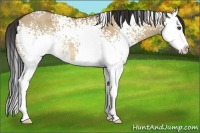Horse Color:White Spotted Bay Dun Splash Rabicano 