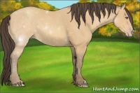 Horse Color:Amber Champagne 