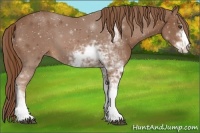 Horse Color:Chestnut Sabino