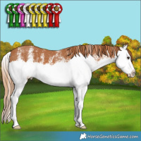 Horse Color:White Spotted Chestnut Splash