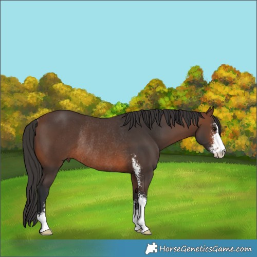 Horse Color:Brown Sabino Rabicano 