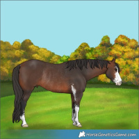 Horse Color:Brown Sabino Rabicano 