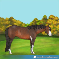 Horse Color:Brown Sabino Rabicano 