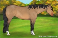 Horse Color:Bay Dun