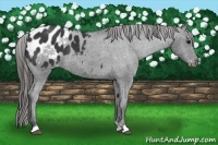 Horse Color:Black Appaloosa 