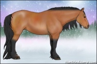Horse Color:Bay Sabino 