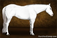Horse Color:White Spotted Black Appaloosa Rabicano 